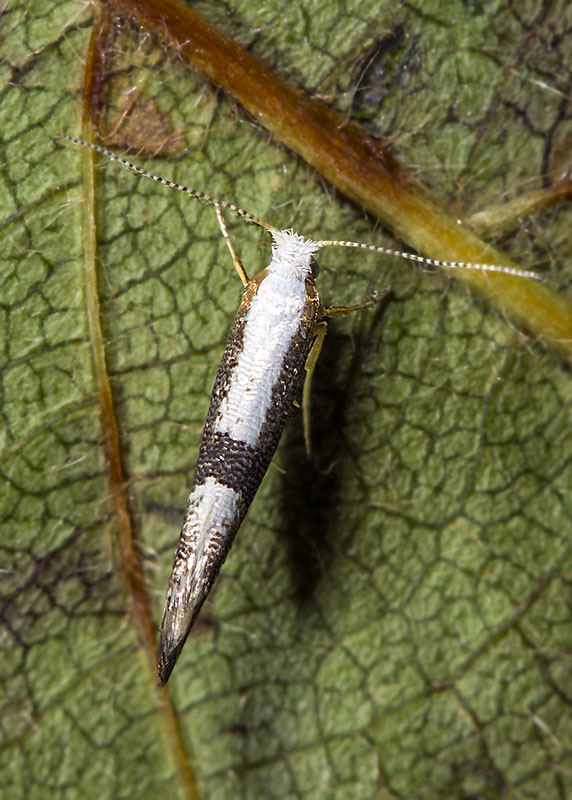 Argyresthiidae: Argyresthia spinosella